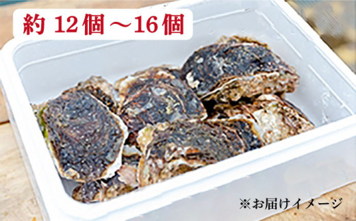 【 特大 ！ 】 糸島産 岩牡蠣 4kg (12～16個) 糸島市 / JF糸島 糸島漁業協同組合 [AKD007]