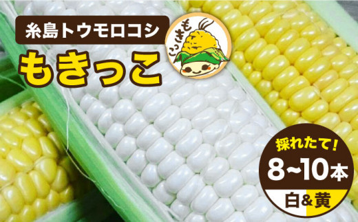 【 先行予約：2025年7月以降順次発送 】 糸島 トウモロコシ 『もきっこ』 白 黄 ミックス （ 8～10本 ） 糸島市 / 内田農業 [AZH003]