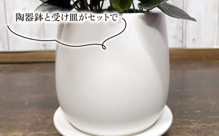 濃緑と赤紫のコントラストが美しい　シンゴニウム・チョコレート 糸島市 / cocoha / 観葉植物 グリーン 緑 インテリア [AWB039] 観葉植物 緑 グリーン 暮らし インテリア 植物 鉢 おしゃれ 室内 ギフト