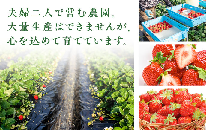 糸島産 あまおう 1箱（800-900g） 糸島市 / 平山農園 [AXN003] あまおう いちご 苺 フルーツ 果物 期間限定 季節限定 贈答用 化粧箱
