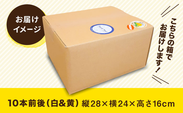 【先行予約】 糸島 トウモロコシ 『もきっこ』 白 黄 ミックス （10本前後 ）【2025年6月下旬以降順次発送】 糸島市 / 内田農業 [AZH003]