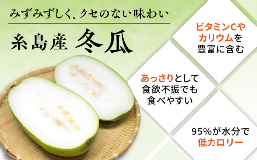 糸島産 冬瓜 約4kg 糸島市 / 食と健康のブリッジベース 野菜 冬瓜スープ [ANN002]