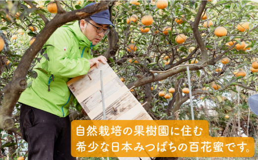 【全3回定期便】福岡県 糸島産 わかまつ 果樹園 の 日本 蜜蜂 の はちみつ 100％ PURE RAW 糸島市 / わかまつ農園 [AHB032]