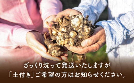 【先行予約】 糸島産 菊芋 10kg 自然栽培 【2024年11月以降順次発送】 糸島市 / 大石ファーム [ATE009]