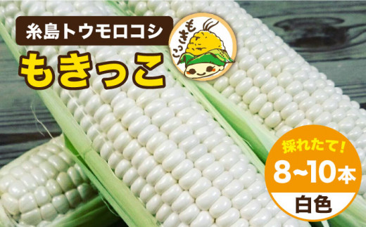 【 先行予約：2025年7月以降順次発送 】 糸島 トウモロコシ 『もきっこ』 白 （ 8～10本 ） 糸島市 / 内田農業 [AZH002]