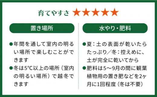 グリーンとホワイトのコントラストが美しい『 フィロデンドロン ・ バーキン 』 糸島市  / cocoha 観葉植物 [AWB032]