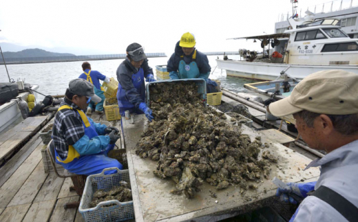 福岡県糸島産 殻付き牡蠣 生食可 1.5kg(18粒前後) 糸島市 / 日進丸 牡蛎 カキ [AWA011]