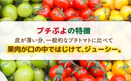 【先行予約】【カラフル】ミニトマト （ プチぷよ ） 1kg×1箱【2024年10月以降順次発送】 糸島市 / かわぞえ農園 ぷちぷよ トマト [AAM003]