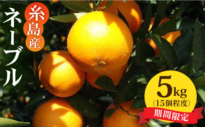 【先行受付】糸島産 ネーブル 5kg 【2026年2月下旬以降順次発送】　糸島市 / シーブ [AHC029] 国産 糸島 オレンジ みかん 柑橘 有機 栽培 ジュース ジャム マリネ