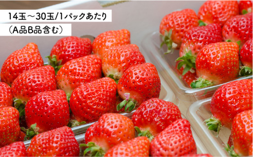 【全3回定期便】糸島 あまおう 270g×4パック 【2025年1月～3月にて順次発送】 (A品B品含むS～2L) 糸島市 / 磯本農園 / TANNAL イチゴ/いちご [ATB011]