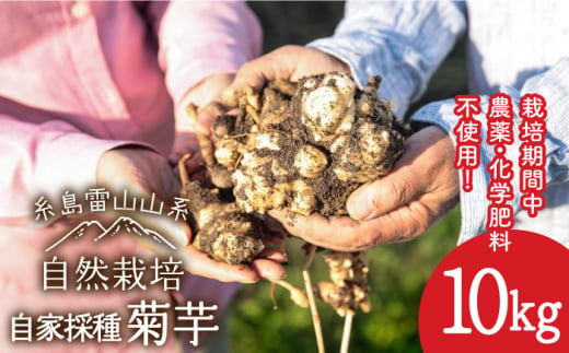 【先行予約】 糸島産 菊芋 10kg 自然栽培 【2024年11月以降順次発送】 糸島市 / 大石ファーム [ATE009]