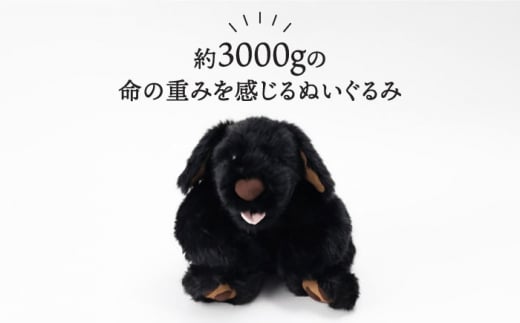 犬型セラピー？！ロボット？パトランの黒（通称：クロラン） 犬 ぬいぐるみ 糸島市 / 科学工房未來 [AYI002]