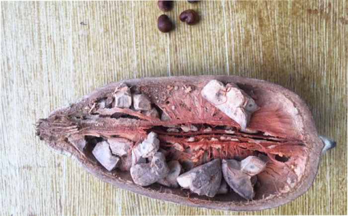 バオバブの苗 糸島市 / バオバブ・サンライズ 植物 苗 [AJR001]