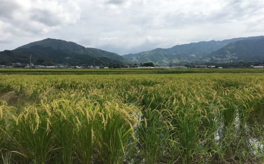 【令和5年産】伊都の米 （ ヒノヒカリ ） 2kg 糸島市 / 伊都福祉サービス協会 [APL001] 米 白米 玄米