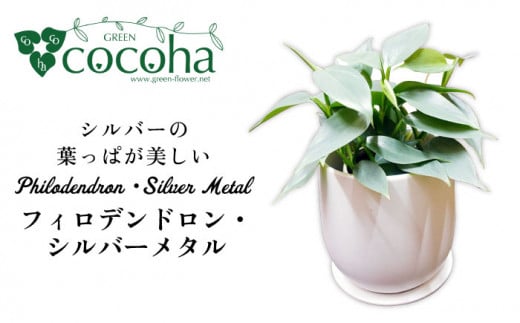 シルバーリーフが美しい『 フィロデンドロン ・ シルバーメタル 』 糸島市  / cocoha 観葉植物 [AWB029]