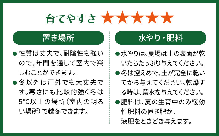 幸せを呼ぶ木『ガジュマル』　エッジボールポット 糸島市 / cocoha / 観葉植物 グリーン 緑 インテリア [AWB038] 観葉植物 緑 グリーン 暮らし インテリア 植物 鉢 おしゃれ 室内 ギフト