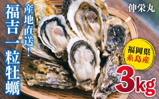 一粒牡蠣 カキ 3kg (牡蠣ナイフ付き) 糸島産 福吉 糸島市 / 伸栄丸 カキの佐々木 牡蠣 生カキ 生食用 殻付き カキ 生牡蛎 生食可 [ATH002]