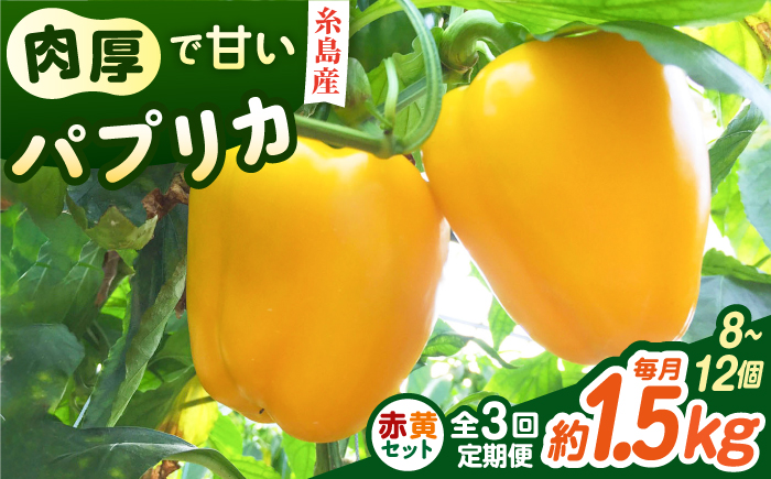 【全3回定期便】肉厚 パプリカ 8個 福岡県 糸島市 / シーブ 野菜 やさい [AHC063]