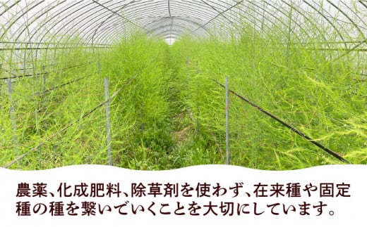 【先行予約】栽培期間中農薬不使用！ 朝採れのアスパラガス 1kg 糸島市 / 髙橋農園 [ANM001]