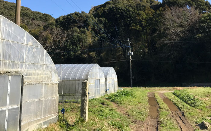 カボチャ 1kg 冷凍 カット済み 旬の時期に急速冷凍 【福岡県糸島産】 糸島市 / オーガニックナガミツファーム 野菜 南瓜 かぼちゃ [AGE051]