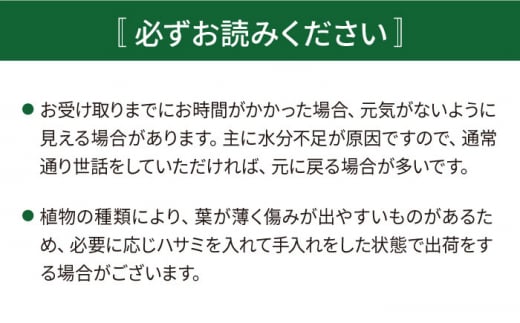 葉模様が独特で美しい『 カラテア ・ マコヤナ 』  糸島市  / cocoha [AWB023] 観葉植物 グリーン