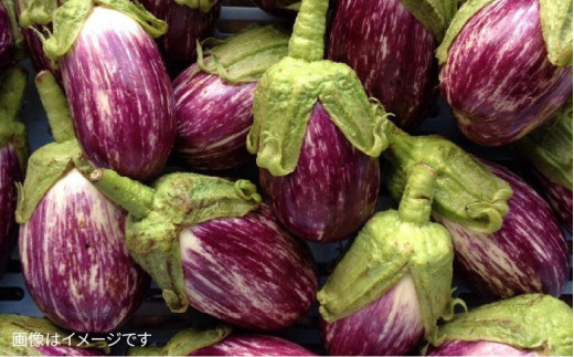 【 全12回定期便 】【 福岡県 糸島産 】朝採れ 温野菜 サラダ セット《糸島》【オーガニックナガミツファーム】[AGE021]