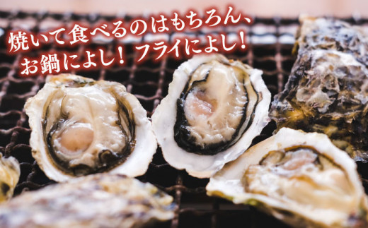 一粒牡蠣 カキ 2kg (牡蠣ナイフ付き) 糸島産 福吉 糸島市 / 伸栄丸 カキの佐々木 牡蠣 生カキ 生食用 殻付き カキ 生牡蛎 生食可 [ATH001]