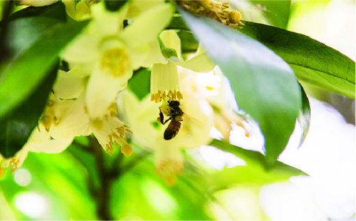 糸島 はちみつ 320g 糸島市 / ヴァンベールフーズ 百花 蜂蜜 [AFJ001] 蜂蜜 はちみつ ハチミツ 国産 非加熱 無添加 紅茶 日本蜜蜂
