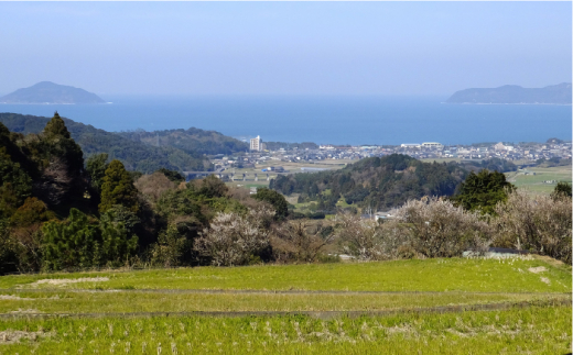 【 ミルキークイーン / 夢つくし 】 福吉産 ・ 山つき の お米  5kg ×2品種セット 《糸島》【二丈赤米産直センター】 [ABB026] 米 食べ比べ ミルキークィーン ゆめつくし