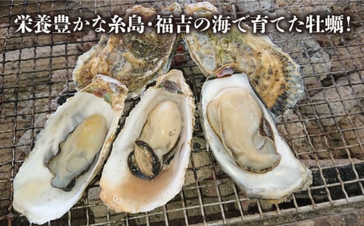 福吉の牡蠣 殻付き 生食用 3kg (簡易 ナイフ 付き) 福岡県 糸島産 糸島市 / かきの阿部 飛龍丸 [AZB002]