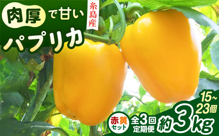 【全3回定期便】肉厚 パプリカ約3kg(15-23個)  福岡県 糸島市 / シーブ 野菜 やさい [AHC070]