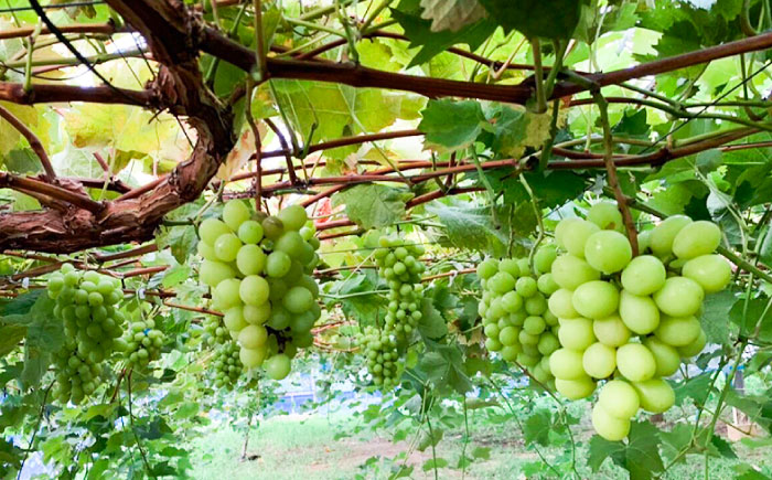 【先行受付】【糖度18度以上】 糸島産 シャインマスカット 2kg 【2026年8月中旬より順次発送】糸島市 / 和饗エコファーム フルーツ 果物 [AVI007]