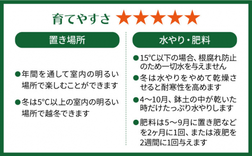 マイナスイオン発生植物 『サンスベリア・バキュラリス』 糸島市 / cocoha 観葉植物 グリーン インテリア [AWB036]