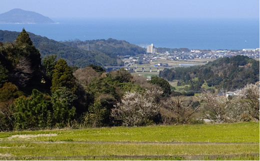 【 定期便】福吉産 の お米 ＜ 6回コース ＞ 夢つくし 5kg 糸島市 / 二丈赤米産直センター [ABB014] 米 ゆめつくし