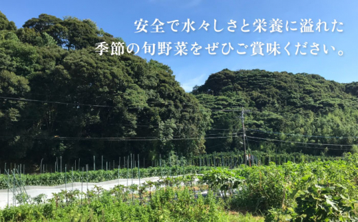 枝豆 500g 冷凍 旬の時期に急速冷凍 【福岡県糸島産】 糸島市 / オーガニックナガミツファーム 野菜 えだまめ [AGE042]