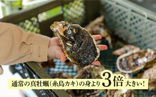 【 特大 ！ 】 糸島産 岩牡蠣 1kg (3～4個) 糸島市 / JF糸島 糸島漁業協同組合 [AKD006]