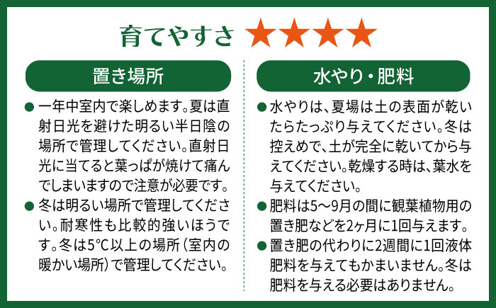 濃緑と赤紫のコントラストが美しい　シンゴニウム・チョコレート 糸島市 / cocoha / 観葉植物 グリーン 緑 インテリア [AWB039] 観葉植物 緑 グリーン 暮らし インテリア 植物 鉢 おしゃれ 室内 ギフト