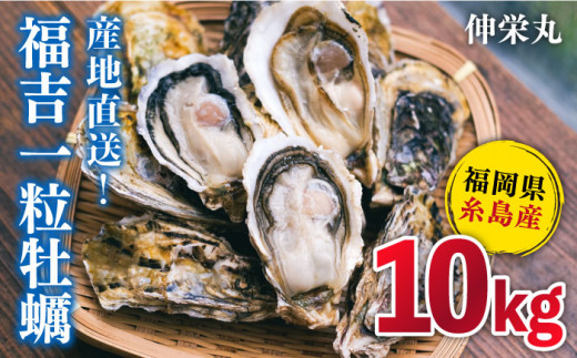 一粒牡蠣 カキ 10kg (牡蠣ナイフ付き) 糸島産 福吉 糸島市 / 伸栄丸 カキの佐々木 牡蠣 生カキ 生食用 殻付き カキ 生牡蛎 生食可 [ATH004]