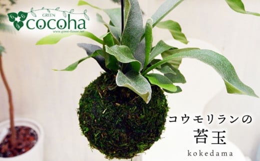 吊るして オシャレ 『 コウモリラン 苔玉 』 糸島市 / cocoha 観葉植物 室内 [AWB004]