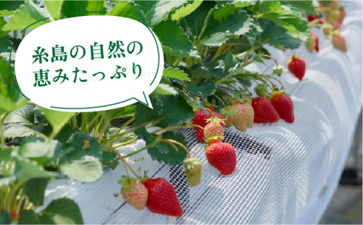 【先行予約】糸島産【春】 あまおう 6パック  【2025年2月上旬以降順次発送】 《糸島》【南国フルーツ株式会社】 [AIK009]