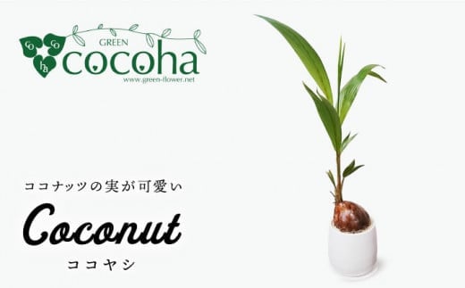 ココヤシ 糸島市 / cocoha [AWB012] 観葉植物 グリーン インテリア