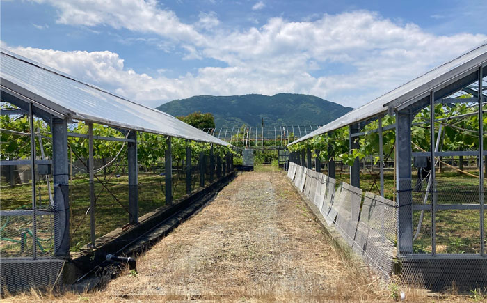 【先行受付】【糖度18度以上】 糸島産 シャインマスカット 1kg 【2026年8月中旬より順次発送】 糸島市 / 和饗エコファーム フルーツ 果物 [AVI006]