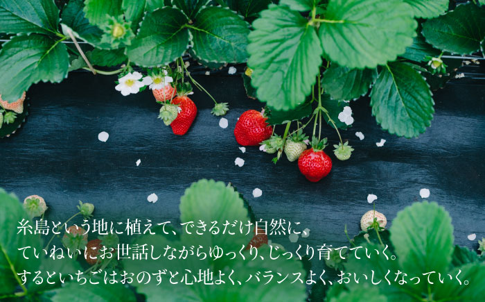 【全5回定期便】糸島産あまおうお楽しみ定期便 あまおう2パック×2回 / あまおうジャム3本 / 冷凍あまおう1kg 糸島市 / slowberry strawberry [APJ008]