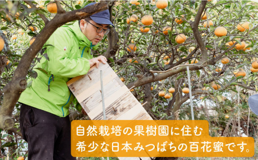 【全3回定期便】わかまつ 果樹園 の 日本 蜜蜂 の はちみつ 2コ セット 100％ PURE RAW 糸島市 / わかまつ農園 [AHB035]