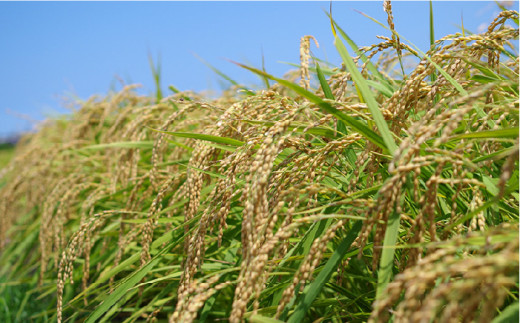 農薬 使わない 栽培！糸島産 夢つくし 5kg 玄米 分搗き 対応《糸島》【二丈赤米産直センター】[ABB025] 米 ゆめつくし