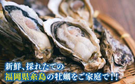 一粒牡蠣 カキ 2kg (牡蠣ナイフ付き) 糸島産 福吉 糸島市 / 伸栄丸 カキの佐々木 牡蠣 生カキ 生食用 殻付き カキ 生牡蛎 生食可 [ATH001]