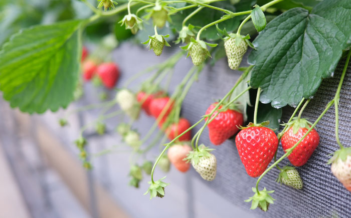 いちごのコンフィチュール 200g×1本 糸島市 / ONESTAND 苺 ジャム [ALQ001]