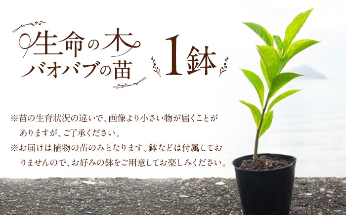 バオバブの苗 糸島市 / バオバブ・サンライズ 植物 苗 [AJR001]