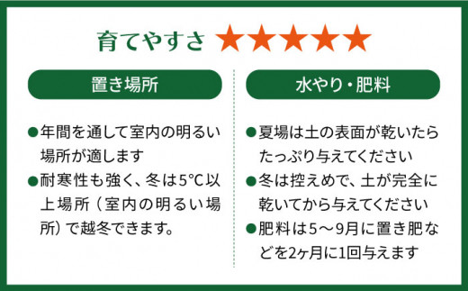 鮮やかなイエローグリーンが美しい『 フィロデンドロン ・ インペリアル ゴールド 』 糸島市  / cocoha 観葉植物 [AWB031]