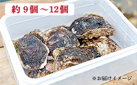 【 特大 ！ 】 糸島産 岩牡蠣 3kg (9～12個) 糸島市 / JF糸島 糸島漁業協同組合 [AKD004]